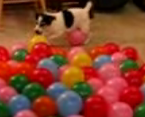 Dog Pops Balloons, Round 2